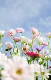 花卉|美丽菊花植物花朵摄影高清手机壁纸