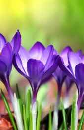 植物|紫色植物风景高清手机壁纸