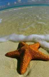 沙滩海水冲刷海星高清手机壁纸