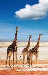 长颈鹿|非洲长颈鹿动物手机壁纸