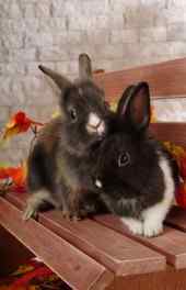 动物|可爱兔兔萌宠手机高清图片壁纸