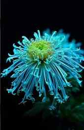 菊花|蓝色菊花图片大全精美高清手机壁纸