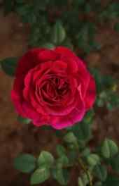 玫瑰|火玫瑰可爱高清手机壁纸