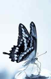 蝴蝶|微观美丽蝴蝶高清高清手机壁纸