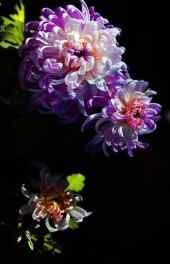 菊花|秋菊植物图片精美高清手机壁纸