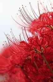 彼岸花|彼岸花火红花卉植物手机壁纸壁纸