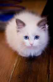 猫咪|白色萌宠小猫咪可爱手机壁纸