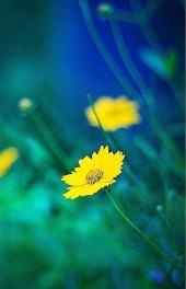 菊花|菊花的图片可爱高清手机壁纸