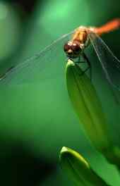 植物|蜻蜓绿叶唯美高清手机壁纸