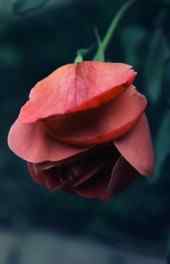 血玫瑰|血玫瑰可爱高清手机壁纸图片