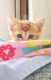 萌宠|日系小清新猫咪精美高清手机壁纸