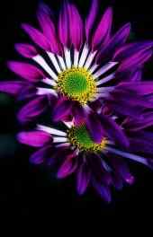 菊花|紫色菊花花朵植物手机高清壁纸