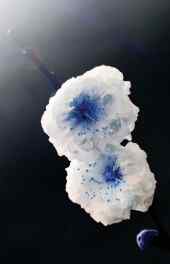 花卉|浪漫蓝白色花朵高清高清手机壁纸