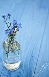 花卉|蓝色唯美玻璃瓶花朵手机高清图片