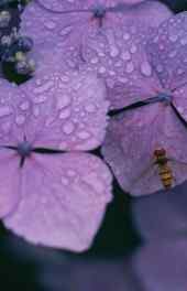 唯美|唯美清新紫色植物高清手机壁纸