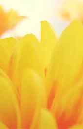 花朵|黄色花朵植物高清手机壁纸