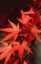 红色枫叶植物高清手机壁纸
