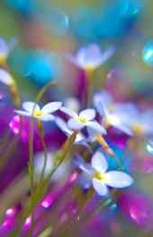 花卉|紫色花朵壁