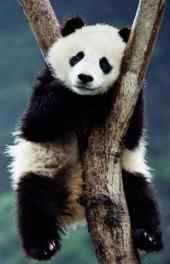 可爱|可爱大熊猫高清手机壁纸