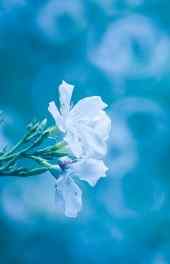 花朵|精美清新白色花朵植物高清手机壁纸