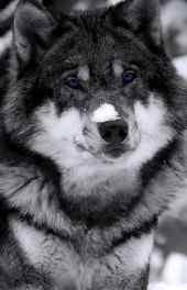 阿拉斯加雪橇犬高