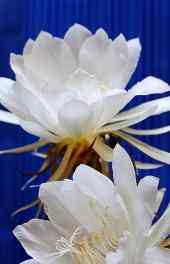 莲花|白色莲花植物微观可爱手机壁纸壁纸