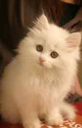 猫咪|白色毛绒小