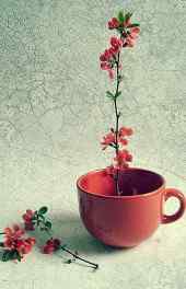 植物|美丽桃花花卉高清手机壁纸