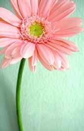 花卉|花朵图片大全高清高清手机壁纸