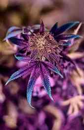 花卉|紫色浪漫草类植物高清高清手机壁纸