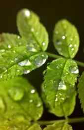 养眼绿叶水珠植物高清手机壁纸
