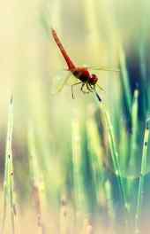 蜻蜓|红蜻蜓的留恋高清手机壁纸
