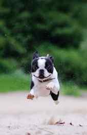 奔跑|奔跑的波士顿犬高清手机壁纸