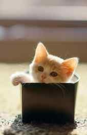 猫咪|可爱小猫咪图片安卓高清手机壁纸