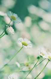 白菊花|白菊花可爱手机壁纸