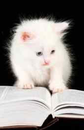 喵星人|可爱猫咪看书高清手机壁纸