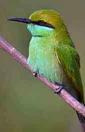 绿色小鸟高清手机壁纸