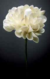 花卉|高贵白色花卉手机壁纸