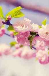 花卉|清新唯美桃花植物摄影高清手机壁纸