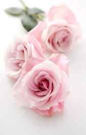 玫瑰|粉玫瑰植物图片高清手机壁纸