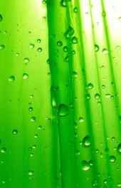 绿色水珠高清手机壁纸