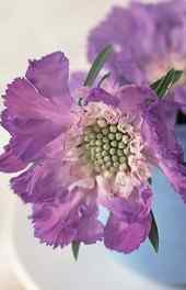 花卉|紫色紫薇花花朵微观摄影手机壁纸