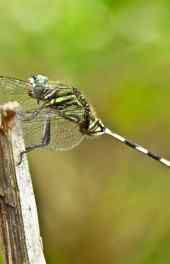 绿色蜻蜓休息在枯树上高清手机壁纸