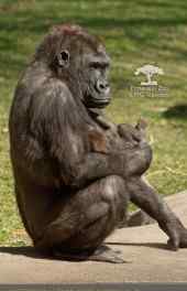 可爱大猩猩和小猩猩晒太阳手机壁纸