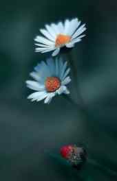 微观|雏菊植物图片可爱高清手机壁纸