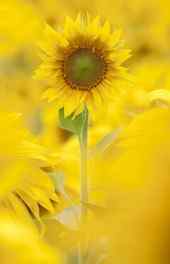 向日葵|黄色向日葵植物小清新高清手机壁纸