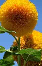 微观|黄色菊花花朵花卉植物高清高清手机壁纸
