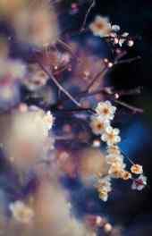 梅花|紫调白色梅花植物手机高清图片