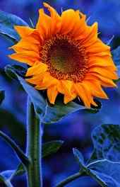 向日葵|向日葵花朵壁纸高清高清手机壁纸