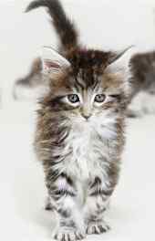 可爱|可爱的小猫高清手机壁纸